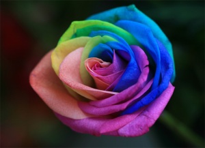 [Rainbow-Rose.jpg]
